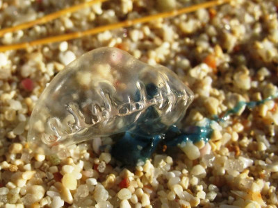 Portugiesische Galeere, Seychellen 2006.JPG (72.26 KiB) 1878 mal betrachtet Portugiesische Galeere