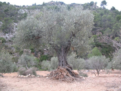 manatiales de Olivo 28.11. Olvenernte 005.JPG