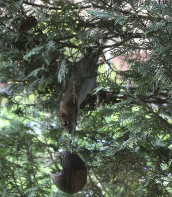 Geschickt von oben das Seil zur Kokosnuss herunterklettern.