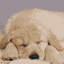 Lunibaby.gif