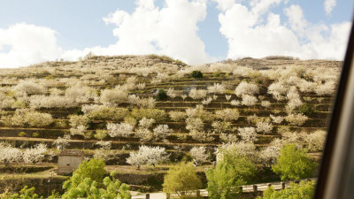 Kirschblüte im Val de Jerte