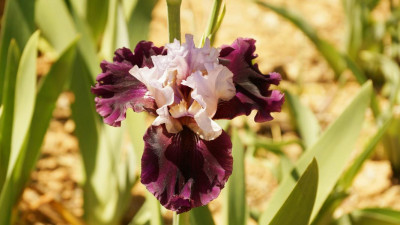 Iris.JPG