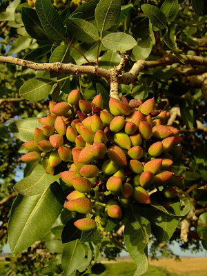escription	<br />English: Iranian pistachio.<br />Date	16 July 2013, 07:55:43<br />Source	Own work<br />Author	NAEINSUN