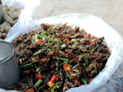 K800_Küchenschaben.JPG (80.7 KiB) 235 mal betrachtet In Ländern wie in Kambodscha werden frittierte <br />Kakerlaken auf der Straße verkauft; sie sind bei der <br />lokalen Bevölkerung sehr beliebt.