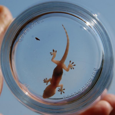 K800_Gecko.JPG