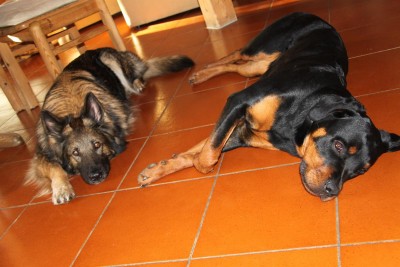 Nach der Arbeit Siesta mit Nelly.