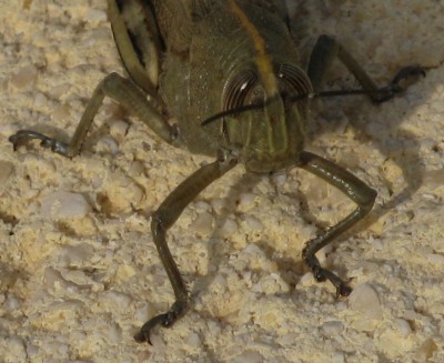 Heuschrecke1.JPG