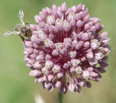 Wilder Knoblauch