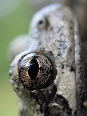 grauer Baumfrosch.jpg