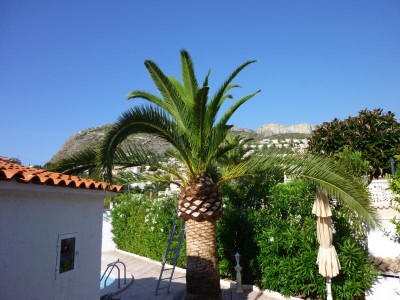 K800_P1000452.JPG (114.62 KiB) 2654 mal betrachtet Jetzt nach 2 Monaten