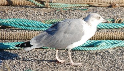 Möwe Hafen.JPG
