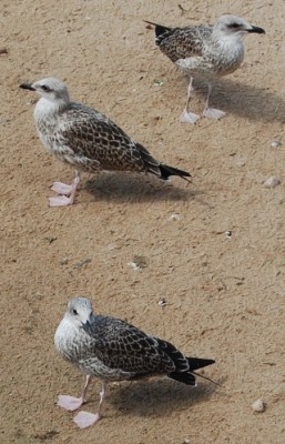 Möwen Jung.JPG (133.52 KiB) 1603 mal betrachtet Junge Mantelmöwe an der Playa del Bol in Calp.<br />Das braune Gefieder ist das Jugendkleid, das die Möwe bis zur vier Jahren tragen.<br />Die Mantelmöwe ist die größte Möwenart Europas.