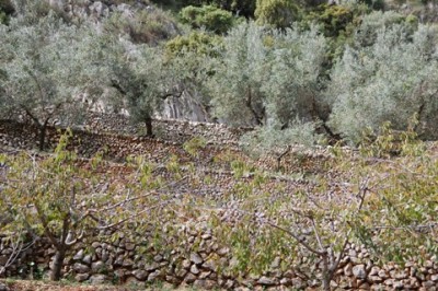 2-vorbeo an gut erhaltenen Natursteinterrassen.JPG (124.43 KiB) 2000 mal betrachtet Vorbei geht es an gut erhaltenen Natursteinterrassen, auf diesem Bancal stehen Oliven,