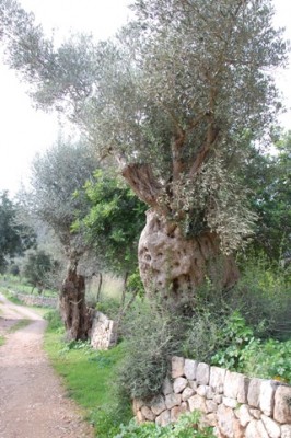 Die alten Olivenbäume haben mich genauso begeistert wie