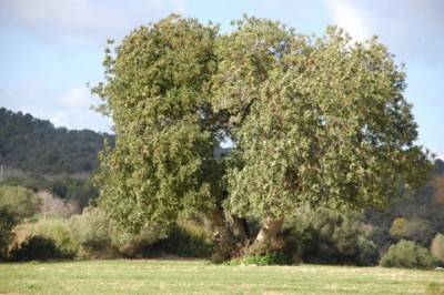 die riesigen Algarrobos (Karuben- oder Karobbaum)