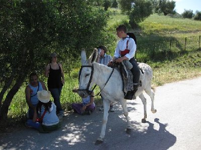 Ein sogenannter &quot;Andalusischer Riesenesel&quot;.