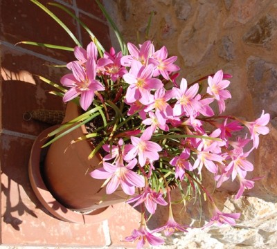 Die Pflanze hält auch Temperaturen unter Null Grad aus, wie wir in dem letzten harten Winter feststellen konnten...