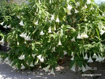 Ur ur ur was weiss ich Ableger von Deutschland mitgebracht