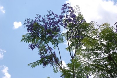 Jacaranda-Blüte