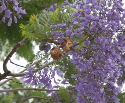 Jacaranda Pretoria.JPG (196.07 KiB) 1649 mal betrachtet Jacarandablüte an der Costa Blanca
