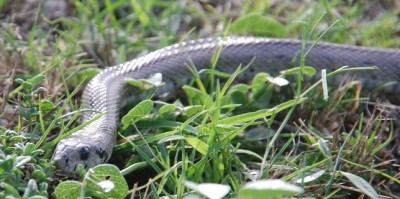 Man erkennt sie an zwei dunklen Längsstreifen auf dem Rücken; die vom Hals bis zur Schwanzspitze gehen. Die Zeichnung der Jungtiere ist treppenartig, daher stammt die Bezeichnung.