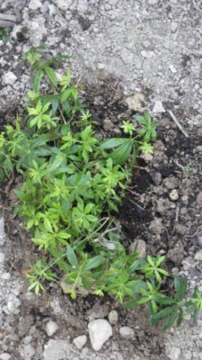 meine erste gute Tat 001 [640x480].JPG