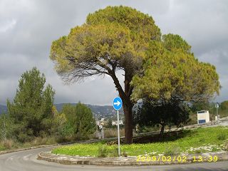Javea