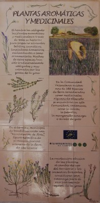 Detail: Aromatische Pflanzen und Heilkräuter