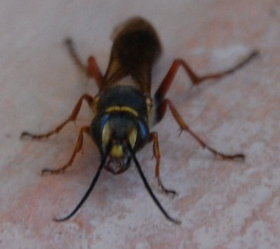 Aug in Aug: Seceliphron curvatum