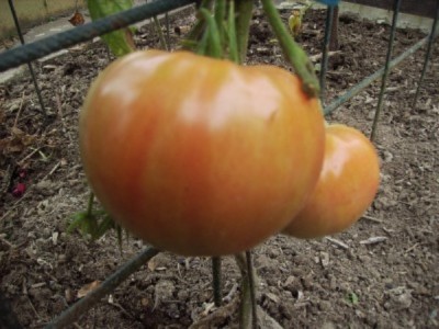 450-Gramm-Tomate ...