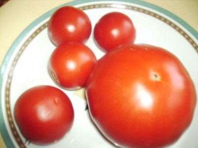 Tomate2.jpg (39.63 KiB) 3137 mal betrachtet ... im Vergleich