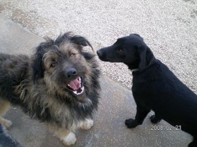 Bumi ..er macht gerne Ferien im Rudel