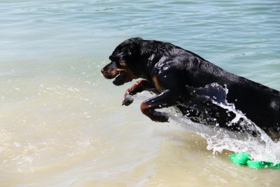 Mein erster Sprung in's Wasser.