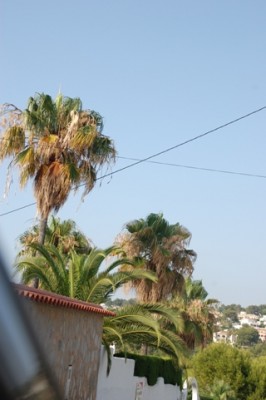 Washingtonia.JPG (108.35 KiB) 1652 mal betrachtet Blühende Washingtonias