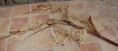 Washingtonia Blüte nah.JPG (154.42 KiB) 1606 mal betrachtet So sehen die aufgeblühten "Tentakeln" aus. Calpinoalberto, genau den Ausdruck habe ich insgeheim auch dafür verwendet.