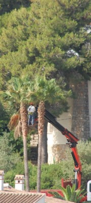 Washingtonia schneiden.JPG (192.64 KiB) 1974 mal betrachtet Der "Rock" der Washingtonias lässt sich gut mit einem Kranwagen schneiden, wenn die Palme nicht zu weit von der Straße entfernt steht.