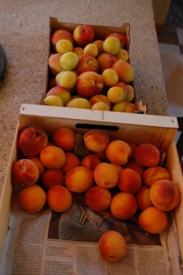 Obst.JPG