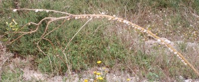 Schnecken am Fenchelhalm