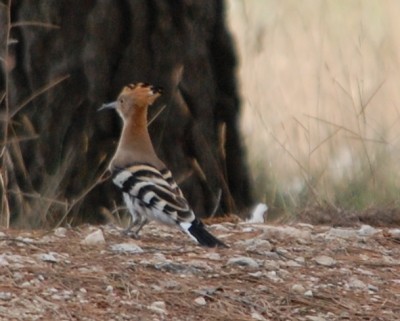 B-Wiedehopf4.JPG (154.18 KiB) 4865 mal betrachtet Wikipedia: Der Schwanz ist schwarz mit einer breiten weißen Binde etwa im letzten Schwanzdrittel und einer weißen Zeichnung auf der Schwanzwurzel. Der übrige Körper ist rostbraunrot.