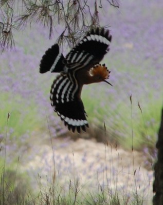 D-Wiedehopf7.JPG (280.61 KiB) 4865 mal betrachtet Wikipedia: Charakteristisch ist auch der wellenförmige, schmetterlingsartig gaukelnde Flug, bei dem die breiten, tief gefingerten Flügel nach jedem Schlag fast angelegt werden. Auf mehrere lange, durchgezogene Flügelschläge erfolgen einige kurze, flatternde, so dass der Flug instabil und ungleichmäßig erscheint.
