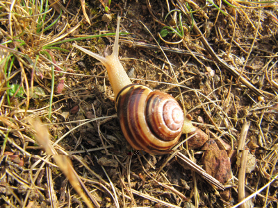Schnecke.JPG