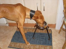 Pharaonenhunde sind von ihrerAnlage schlank