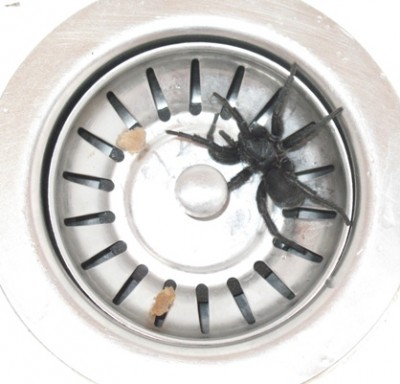 Hauswinkelspinne