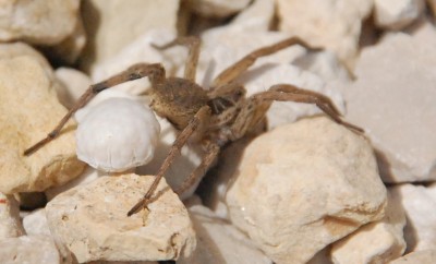 Spinne1.JPG (326.32 KiB) 18639 mal betrachtet Unbekannte Spinne