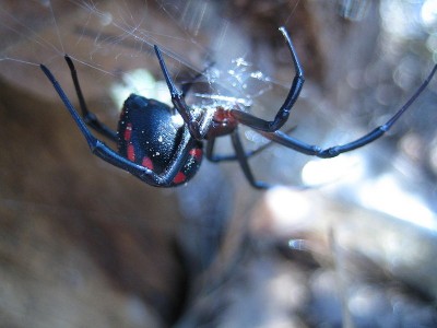 Europäische Schwarze Witwe - Latrodectus_tridecimguttatus.jpg (66.15 KiB) 18619 mal betrachtet Europäische Schwarze Witwe - Latrodectus-tridecimguttatus<br />european black widow spider, photo taken near Rabac, Croatia |Source=own work |Date=12.01.06 |Author=Alfried H., Germany )