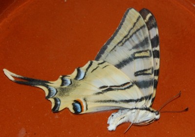 Segelfalter Auflösung.JPG (188.52 KiB) 1894 mal betrachtet toter Segelfalter - Flügelunterseite<br />Heute fehlen dem Falter Beine und Fühler. Ich hatte ihn draußen liegen gelassen und als ich ihn sah, knabberte gerade eine Wespe an ihm...