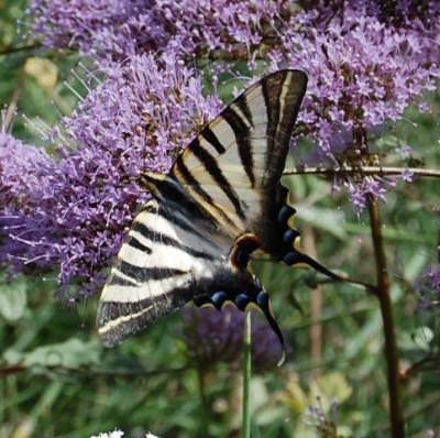 Segelfalter, fotografiert 2009