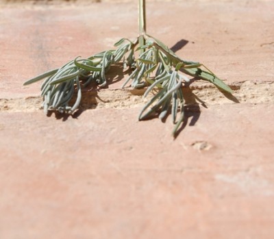 R1.JPG