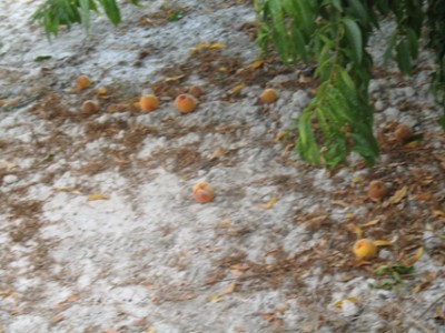 Pfirsiche liegen jetzt genauso häufig unter den Bäumen wie im Winter die Orangen.