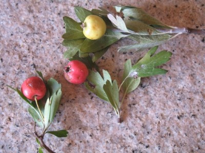 Weißdornfrüchte - Crataegi fructus.JPG (139.09 KiB) 1235 mal betrachtet Weißdornfrüchte - Crataegi fructus